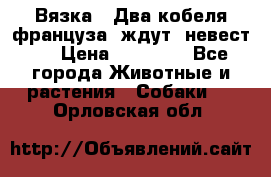  Вязка ! Два кобеля француза ,ждут  невест.. › Цена ­ 11 000 - Все города Животные и растения » Собаки   . Орловская обл.